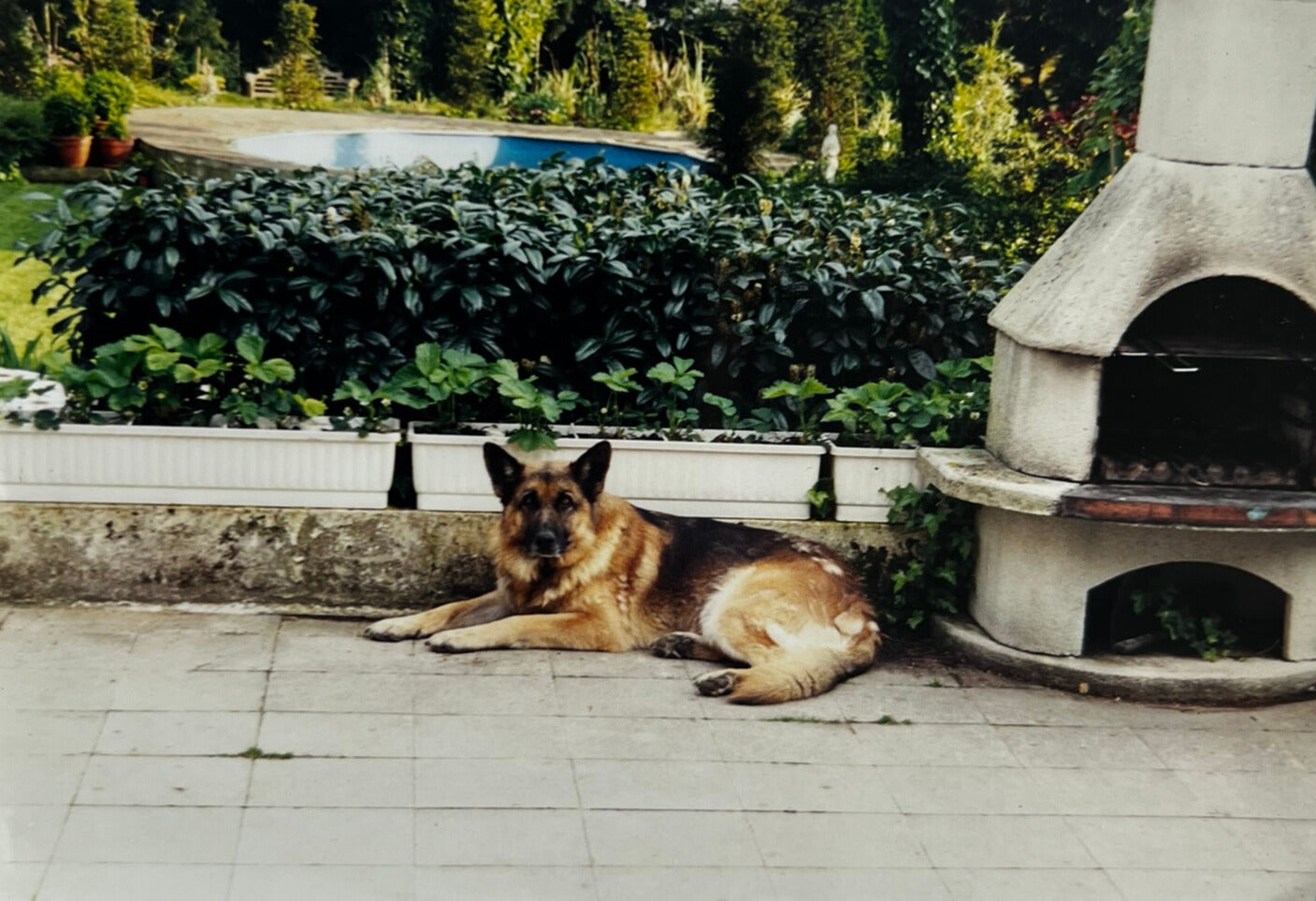 Apple Watch Armbänder kaufen & Gutes tun – bandkult.de spendet 1 € pro Bestellung an deutsche Tierheime